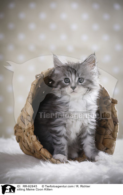 sitting Maine Coon Kitten / RR-92845