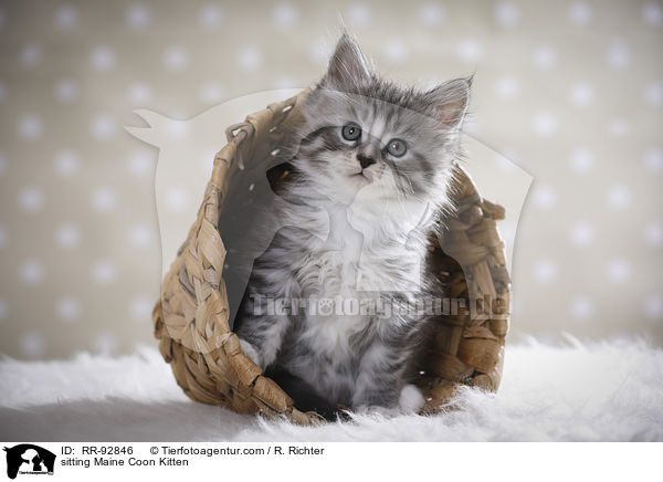 sitting Maine Coon Kitten / RR-92846