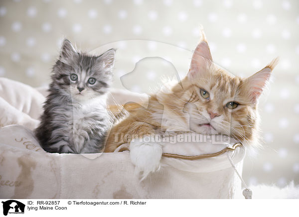lying Maine Coon / RR-92857