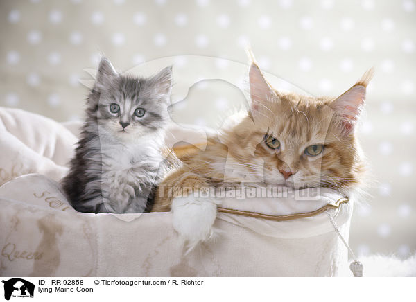 lying Maine Coon / RR-92858