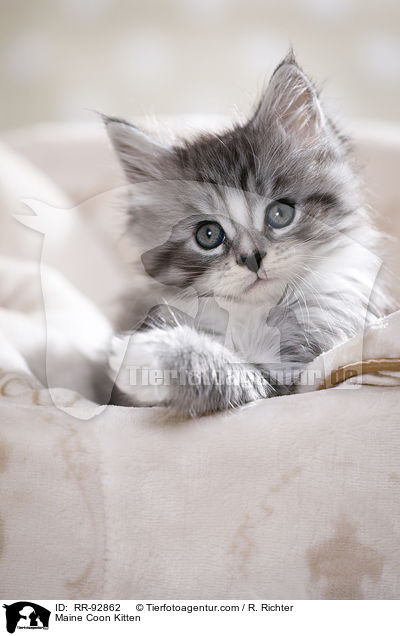 Maine Coon Kitten / RR-92862