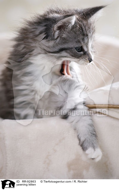 yawning kitten / RR-92863