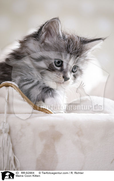 Maine Coon Kitten / RR-92864