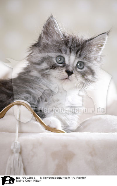 Maine Coon Kitten / RR-92865