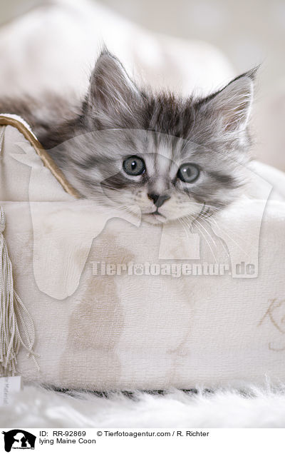 lying Maine Coon / RR-92869