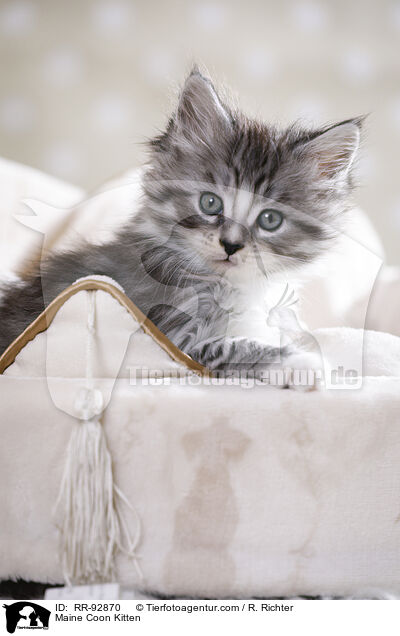 Maine Coon Kitten / RR-92870
