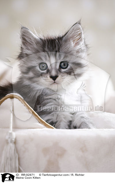 Maine Coon Kitten / RR-92871
