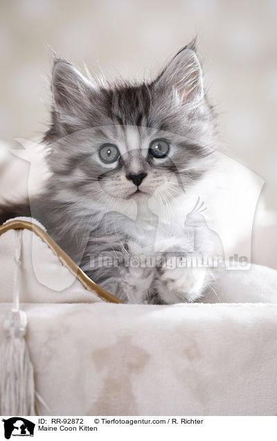 Maine Coon Kitten / RR-92872
