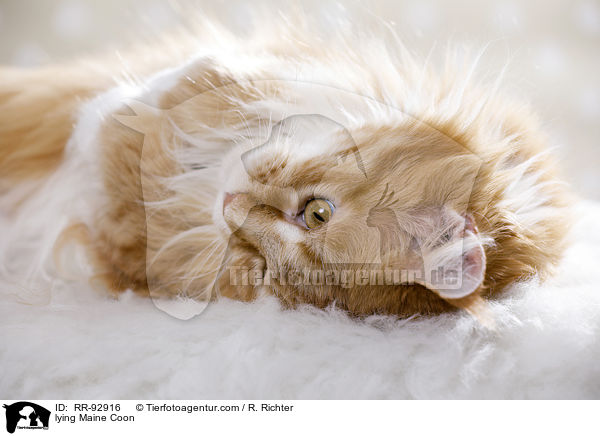 liegende Maine Coon / lying Maine Coon / RR-92916