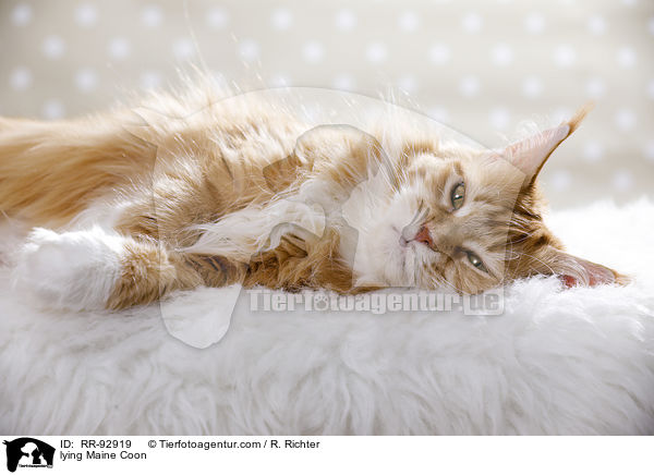 lying Maine Coon / RR-92919