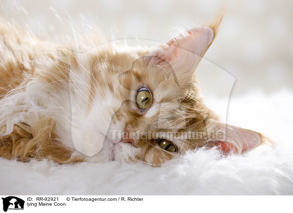 lying Maine Coon / RR-92921