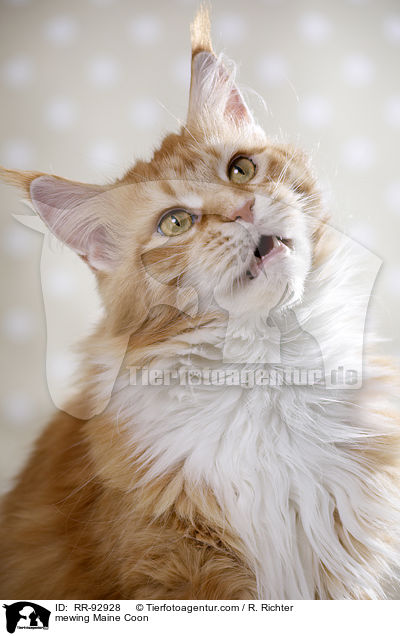 mewing Maine Coon / RR-92928