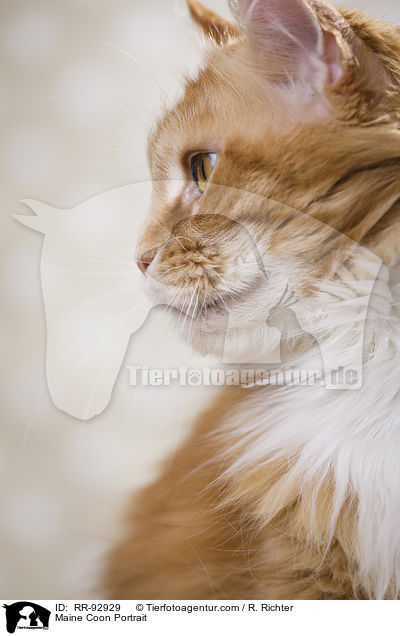 Maine Coon Portrait / RR-92929