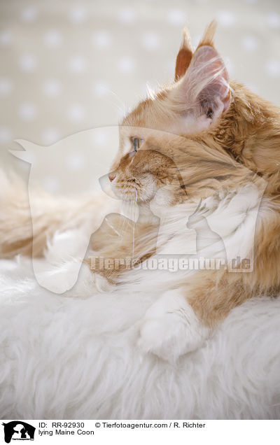 liegende Maine Coon / lying Maine Coon / RR-92930