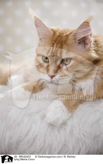 lying Maine Coon / RR-92931