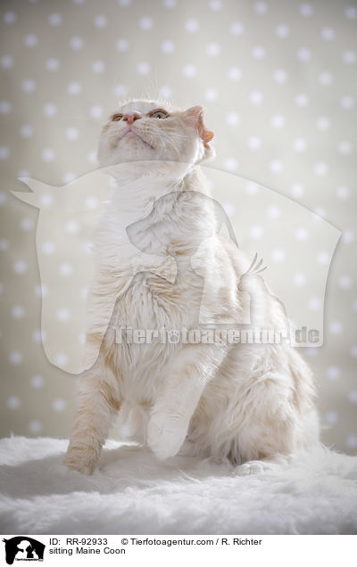 sitting Maine Coon / RR-92933