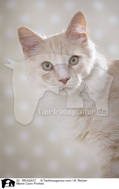 Maine Coon Portrait / Maine Coon Portrait / RR-92937