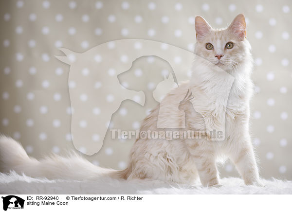 sitting Maine Coon / RR-92940