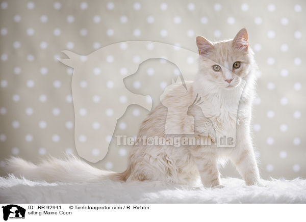 sitting Maine Coon / RR-92941