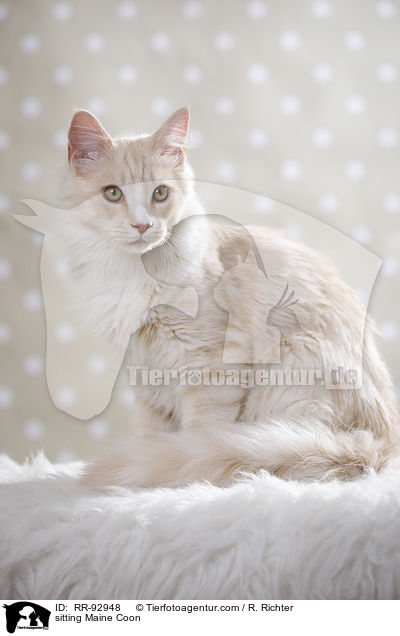 sitting Maine Coon / RR-92948