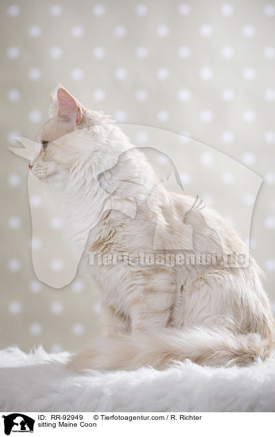 sitting Maine Coon / RR-92949