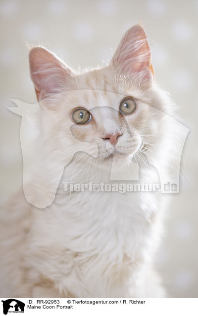 Maine Coon Portrait / Maine Coon Portrait / RR-92953