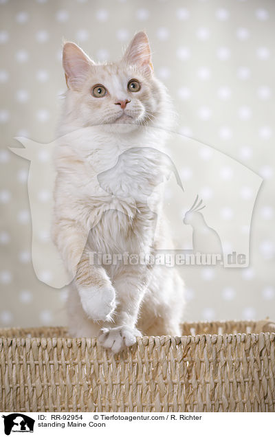 stehende Maine Coon / standing Maine Coon / RR-92954