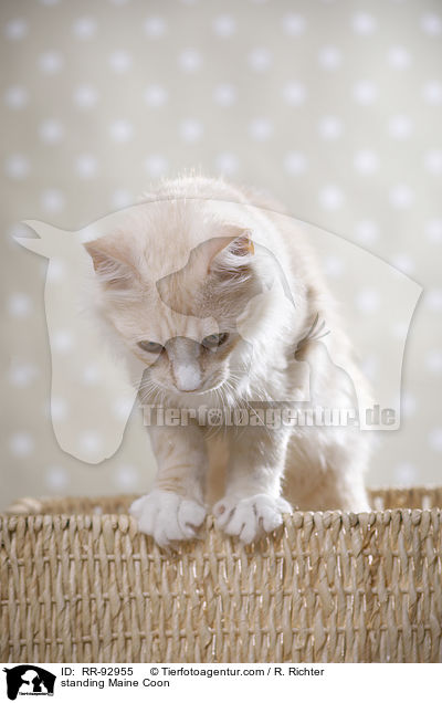 stehende Maine Coon / standing Maine Coon / RR-92955