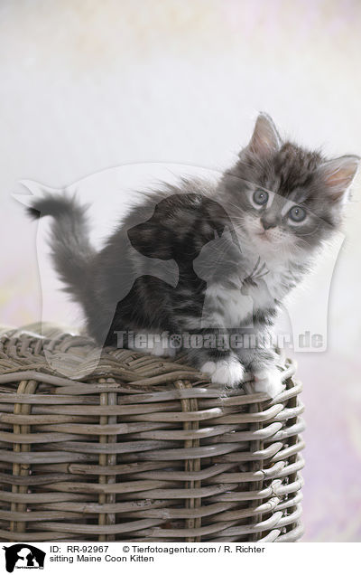sitting Maine Coon Kitten / RR-92967