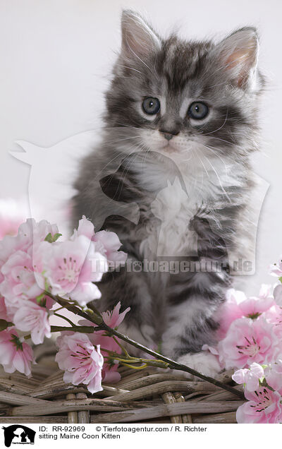 sitting Maine Coon Kitten / RR-92969