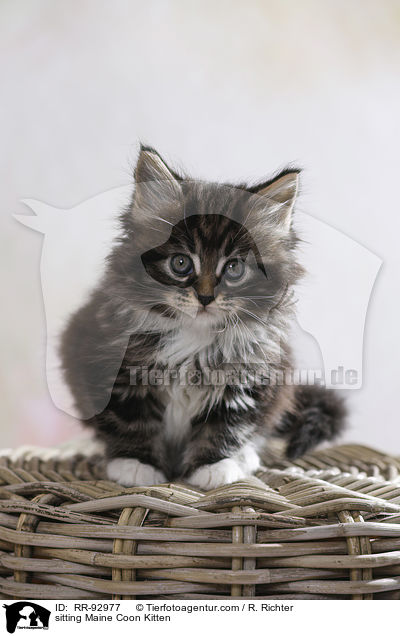sitzendes Maine Coon Ktzchen / sitting Maine Coon Kitten / RR-92977