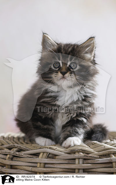 sitting Maine Coon Kitten / RR-92978