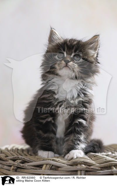sitting Maine Coon Kitten / RR-92980