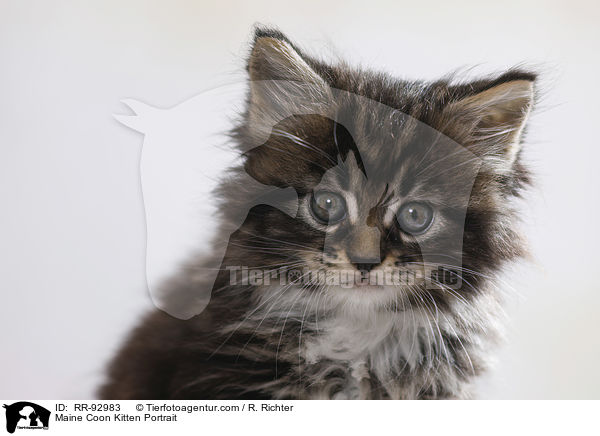 Maine Coon Ktzchen Portrait / Maine Coon Kitten Portrait / RR-92983