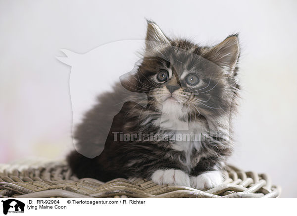liegende Maine Coon / lying Maine Coon / RR-92984