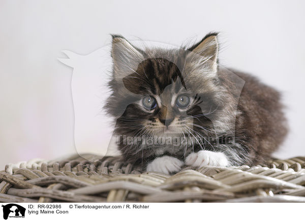 lying Maine Coon / RR-92986