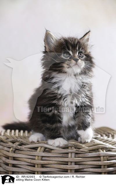 sitting Maine Coon Kitten / RR-92993