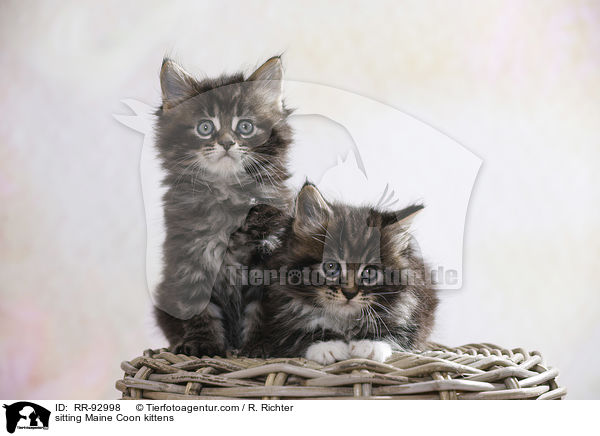 sitting Maine Coon kittens / RR-92998