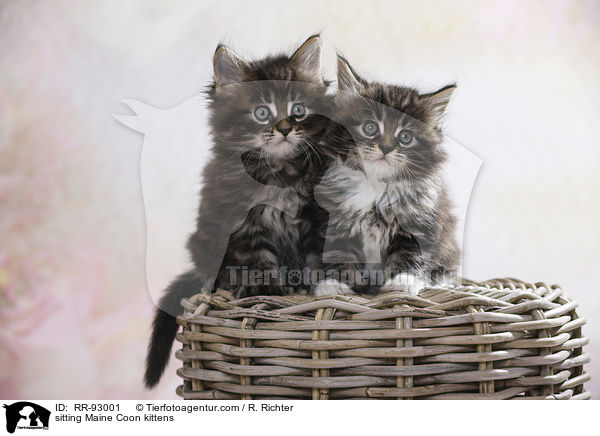 sitting Maine Coon kittens / RR-93001