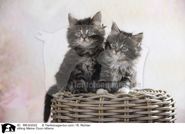 sitting Maine Coon kittens / RR-93002