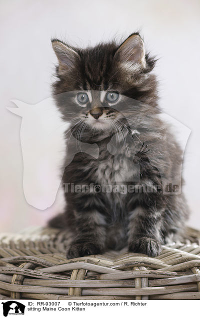 sitting Maine Coon Kitten / RR-93007