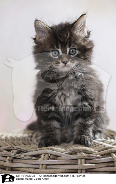 sitting Maine Coon Kitten / RR-93008