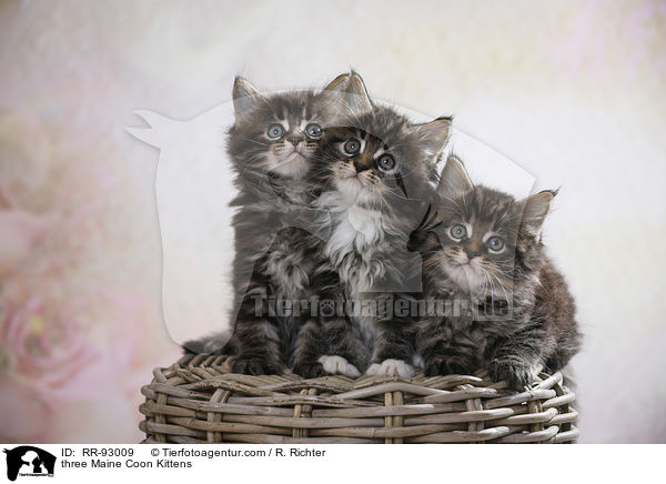 three Maine Coon Kittens / RR-93009
