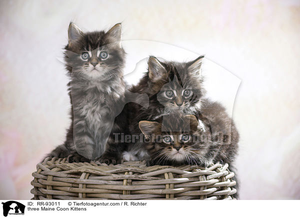 three Maine Coon Kittens / RR-93011