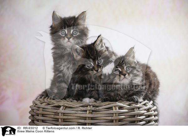 three Maine Coon Kittens / RR-93012