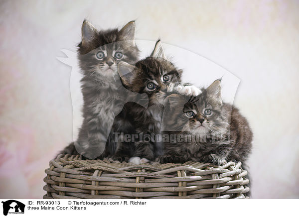three Maine Coon Kittens / RR-93013