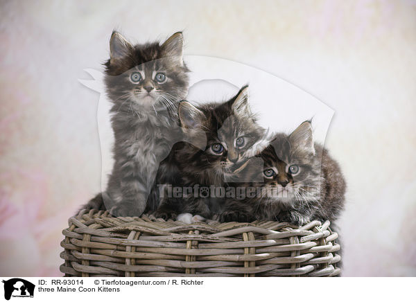 three Maine Coon Kittens / RR-93014