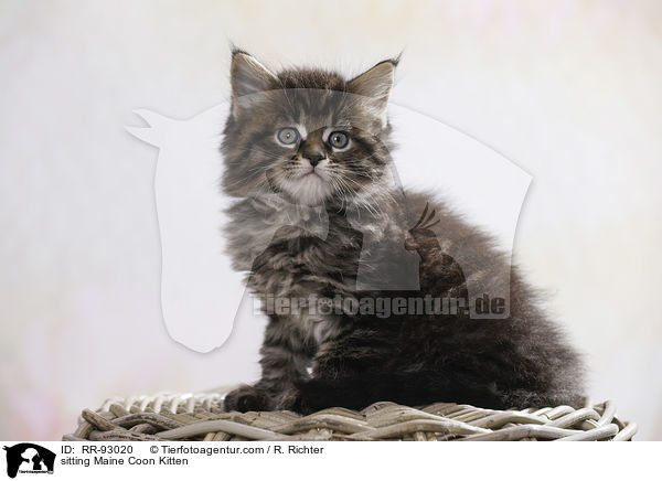 sitting Maine Coon Kitten / RR-93020