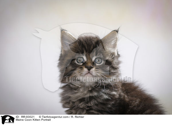 Maine Coon Kitten Portrait / RR-93021