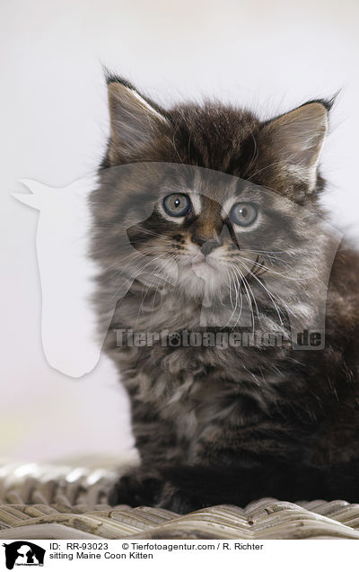 sitting Maine Coon Kitten / RR-93023